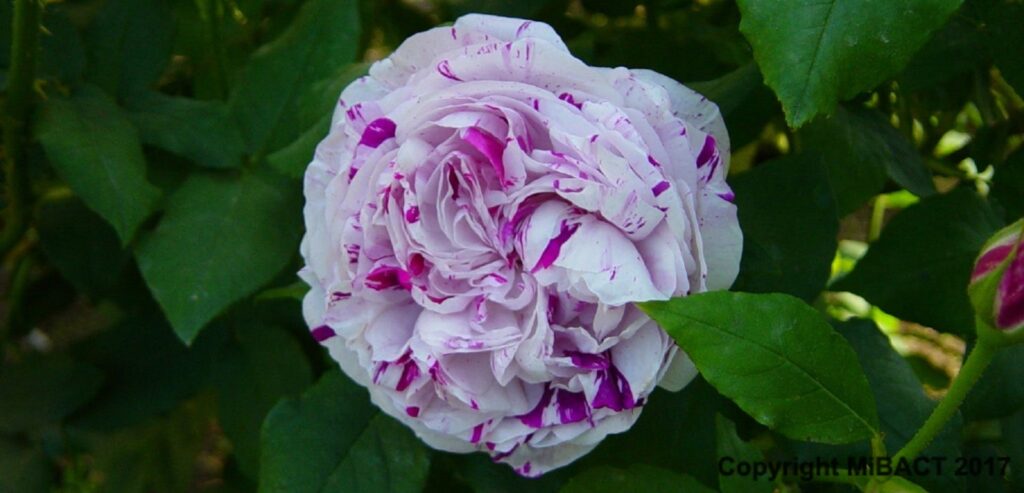 Rosa variegata 