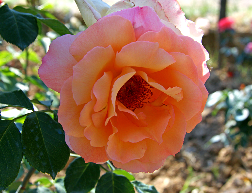 rosa Della Balfour