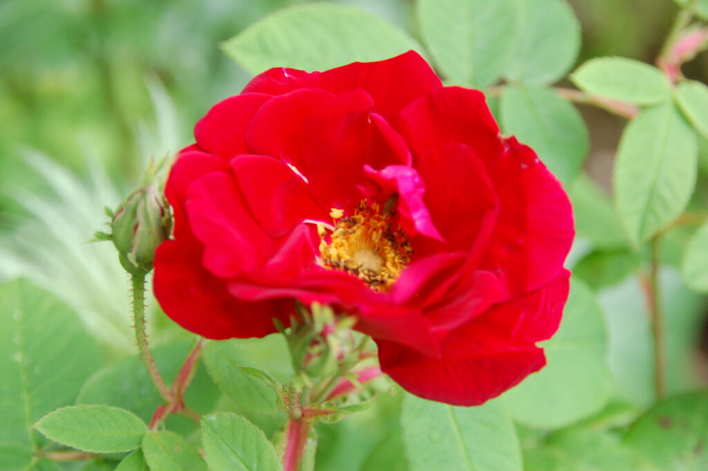 Rosa rossa james mason