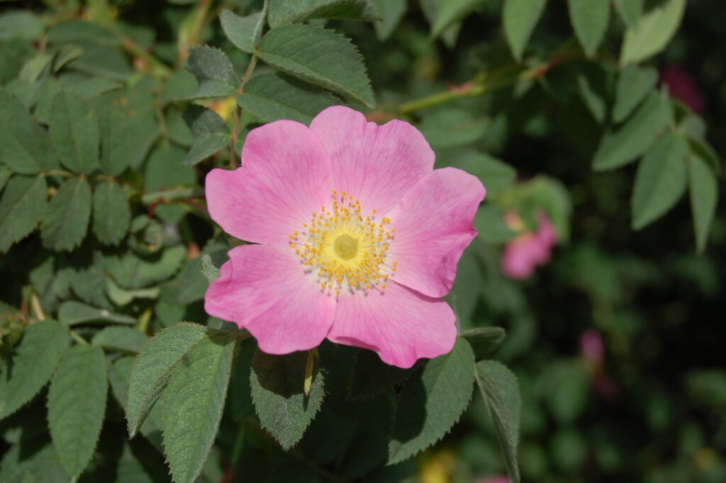 Rosa obdusifolia nel giardino fineschi