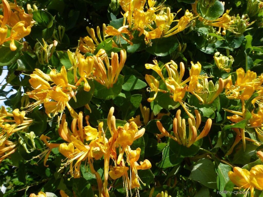 caprifoglio giallo della specie Lonicera Tellmanniana