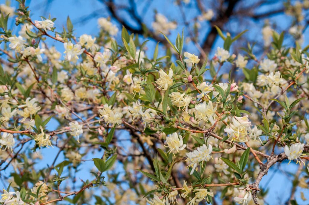 caprifoglio bianco dai fiori più piccoli della specie Lonicera Fragrantissima