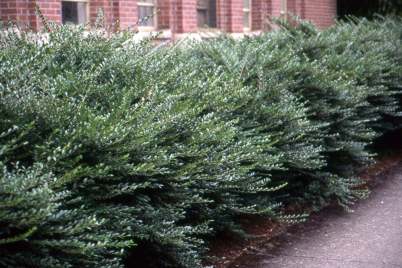 Lonicera pileata 