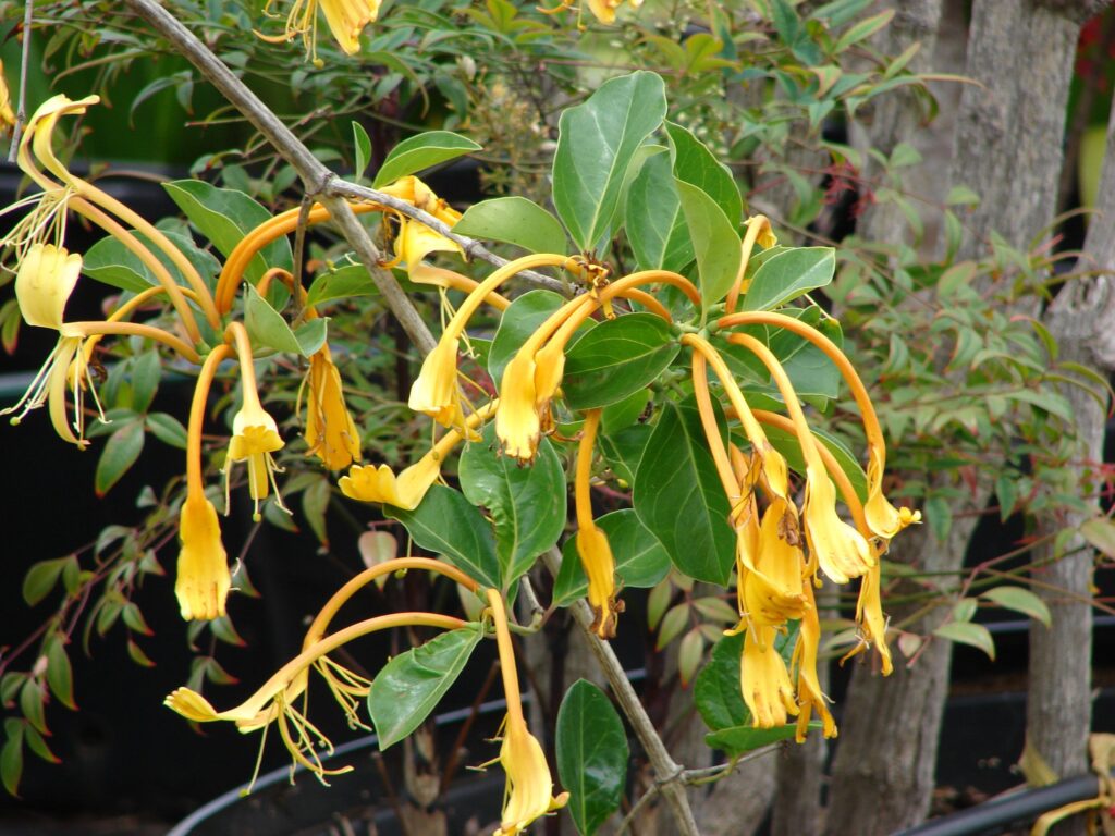 ramo di caprifoglio della specie lonicera hildebraniana 