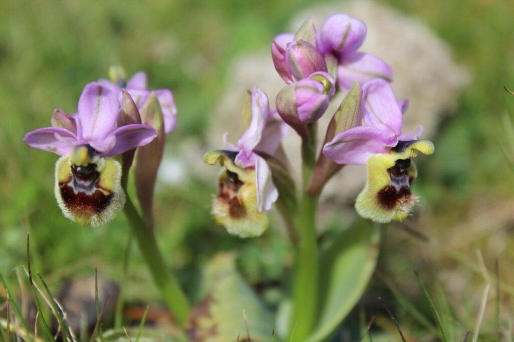 orchidee spontanee, specie selvatica