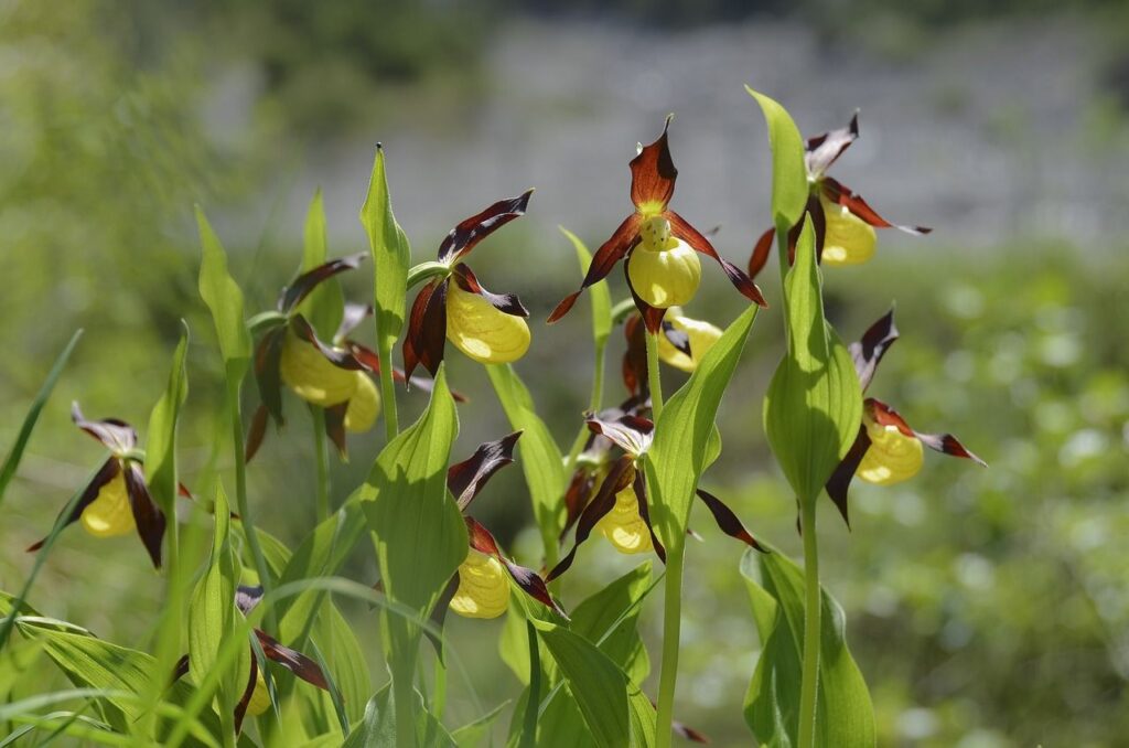 orchidee selvatiche gialle e bordeaux