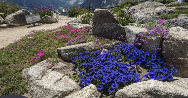 Il giardino botanico di Saussurea sul Monte Bianco