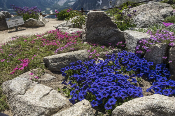 Il giardino botanico di Saussurea sul Monte Bianco
