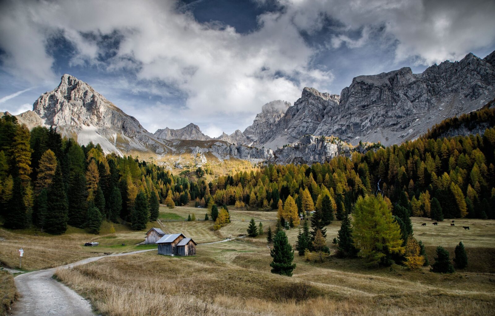 Abeti sulle dolomiti in val di fassa