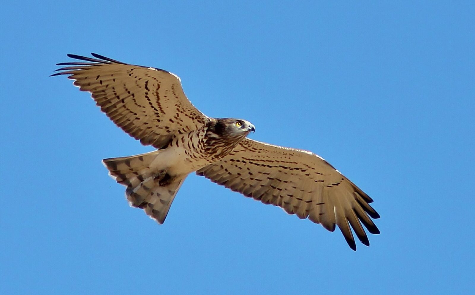 aquila delle murge