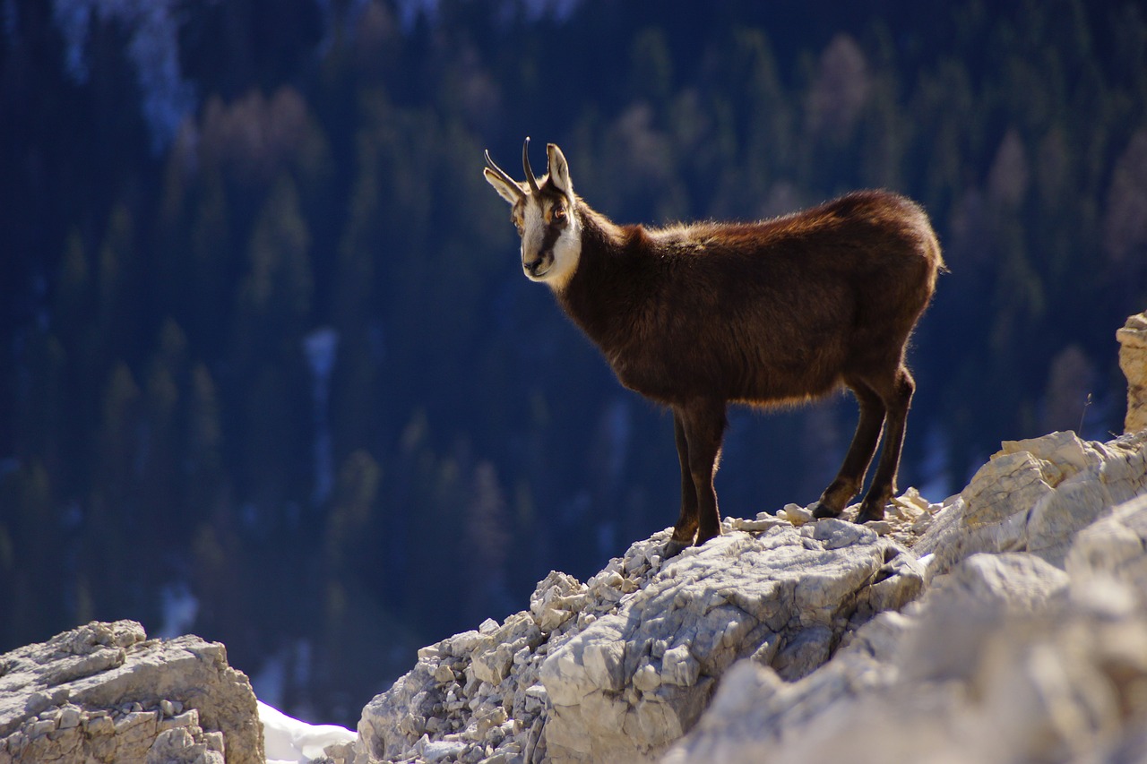 camoscio su una roccia