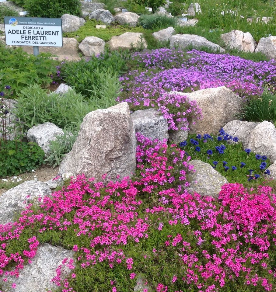 fiori alpini sulle rocce del giardino botanico