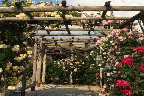 Il giardino delle Rose di Ronzone: il roseto più alto d’Italia