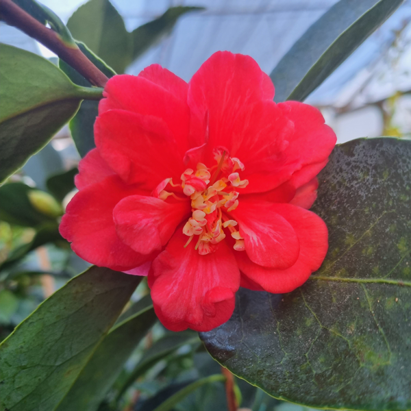 Camellia 'Lidia'