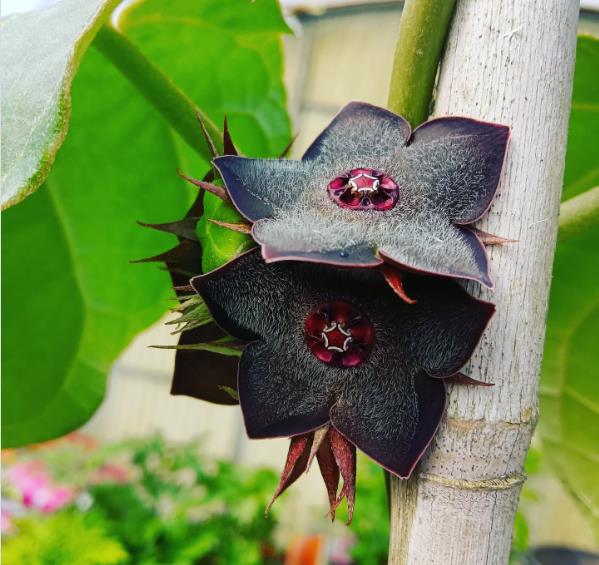 Matelea cyclophylla di Vivaio Corazza Murabilia 2023