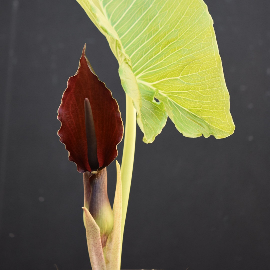 Typhonium-giganteum, Vivaio Corazza, Murabilia 23