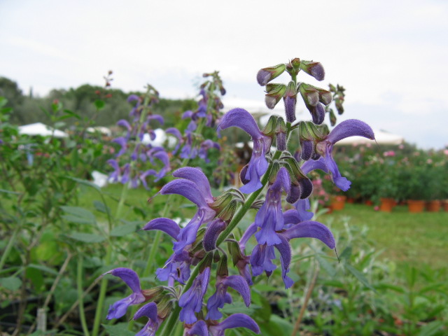 Salvia miltiorrhiza