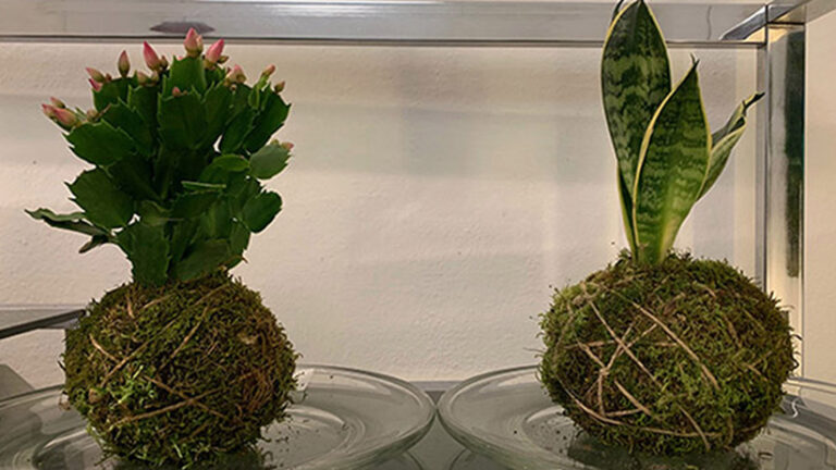 Kokedama di Schlumbergera e di Sansevieria