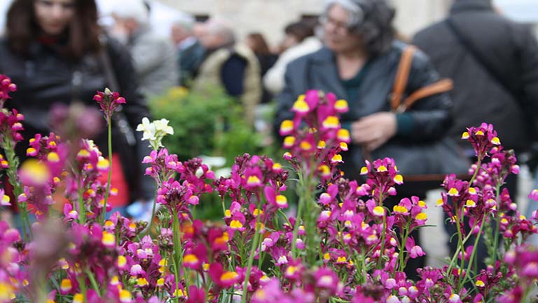 Firenze Flower Show, la mostra mercato per acquistare i fiori di primavera