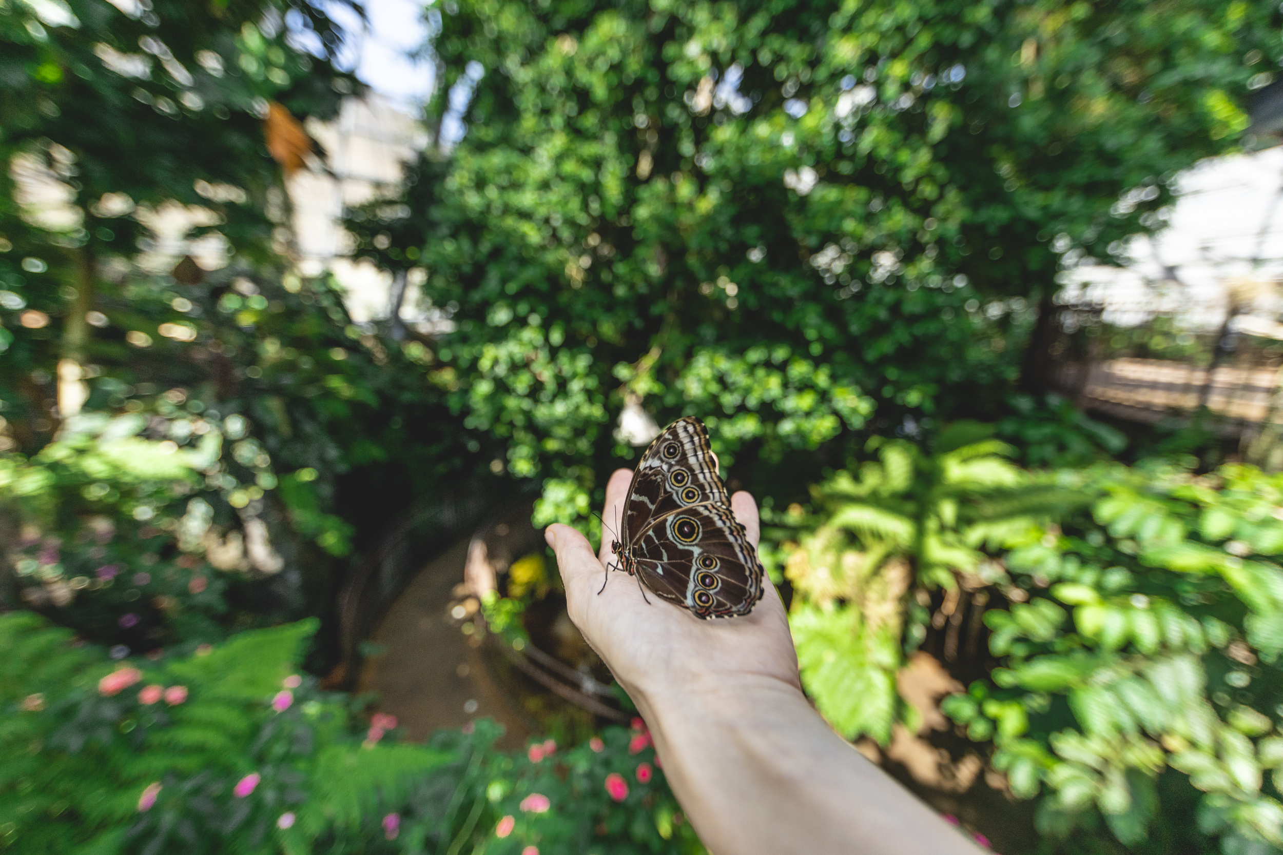 Farfalla nella serra del Muse, foto Michele Purin per Muse