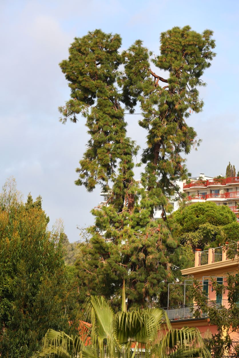 Pinus canariensis (foto Veronica Pons)