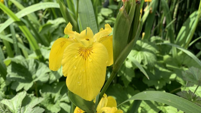 Iris palustre o giaggiolo giallo