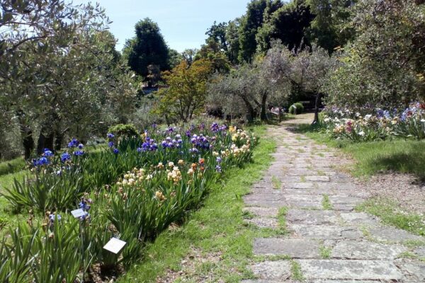 Apre il Giardino dell’Iris a Firenze
