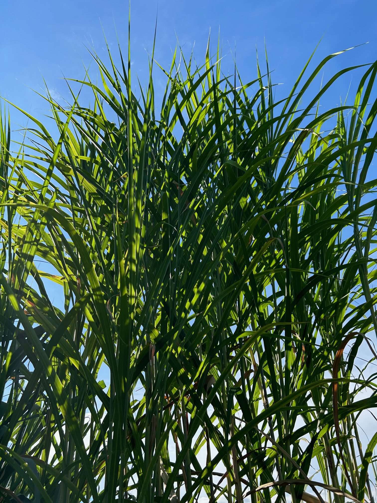 Triarrhena_Area_Palustre-rotated.jpg