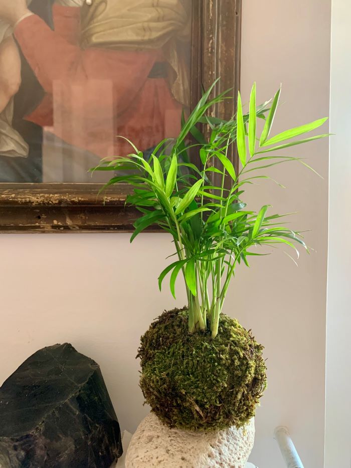 Kokedama Chamaedorea elegans