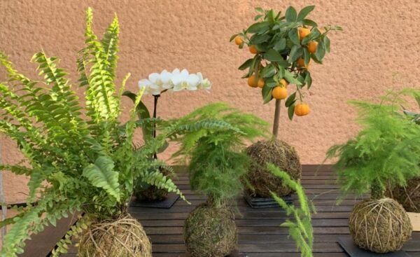 Kokedama, il fascino della perfezione