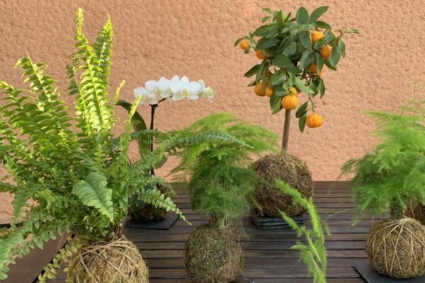 Kokedama, il fascino della perfezione