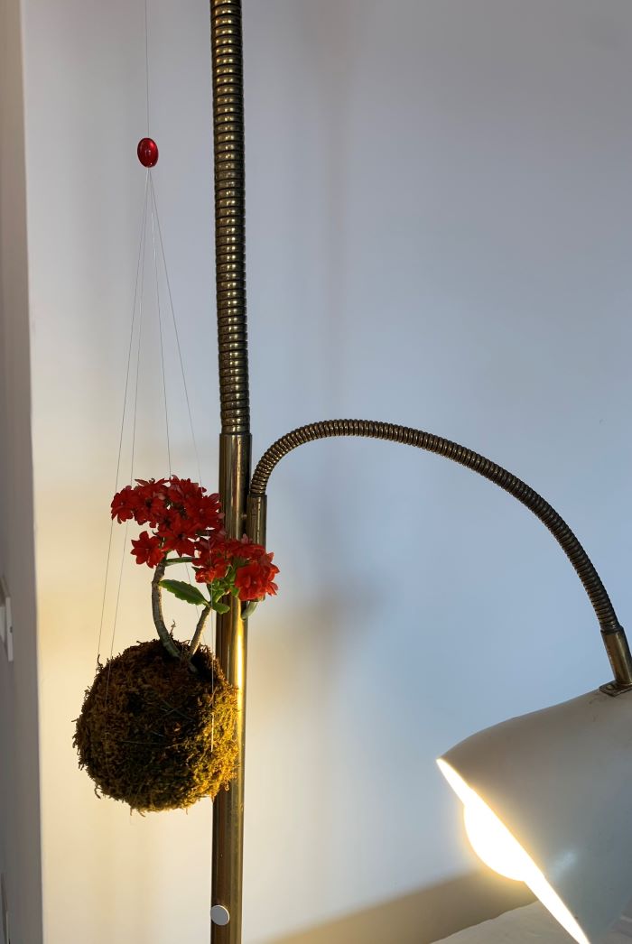 Kokadama Kalanchoe