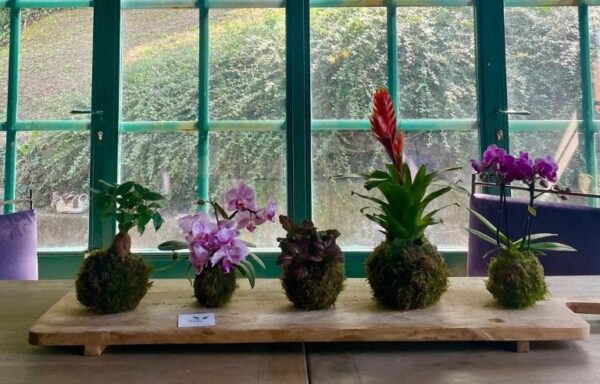 VerdeVolant: i kokedama di qualità