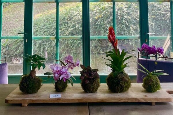 VerdeVolant: i kokedama di qualità
