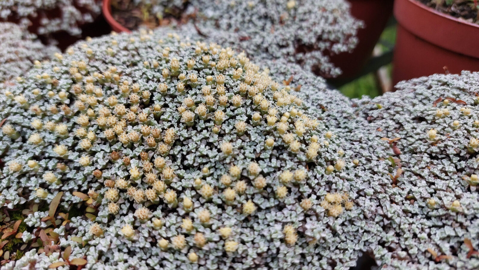 Raoulia australis Verdemura 2025