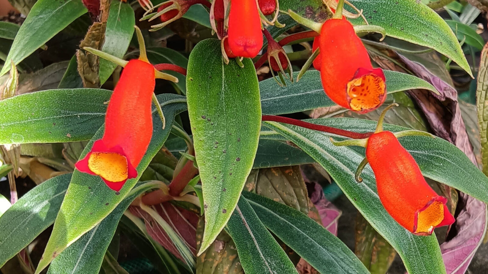 Seemannia sylvatica Verdemura 2025