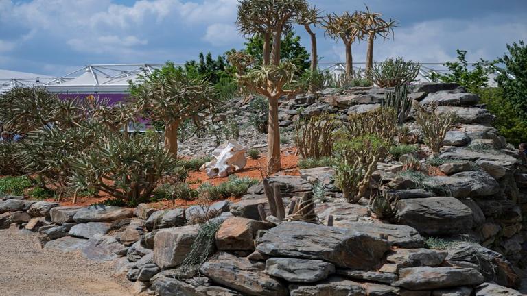 Karoo Succulent Garden