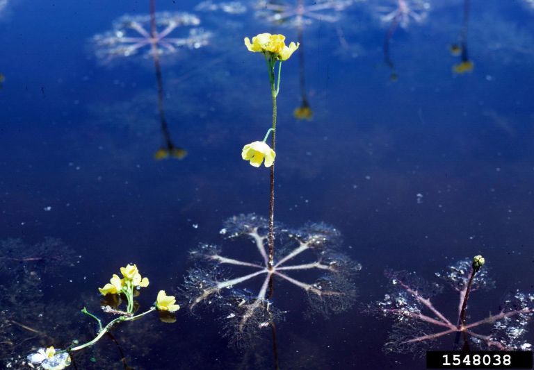 COLLEZIONI_Vivaio Kimera Tropical_Utricularia_piante acquatiche carnivore