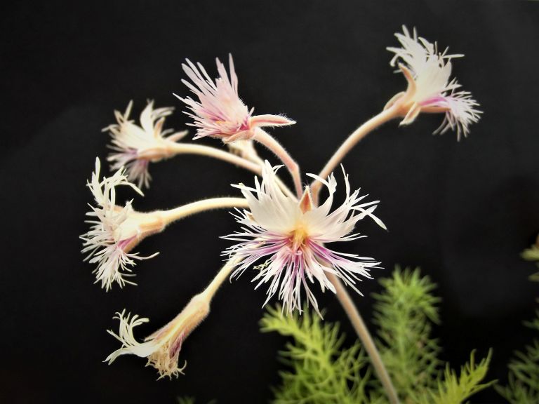 Pelargonium