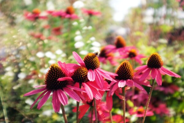 Un viaggio botanico e sensoriale: la Tre Giorni per il Giardino a Masino