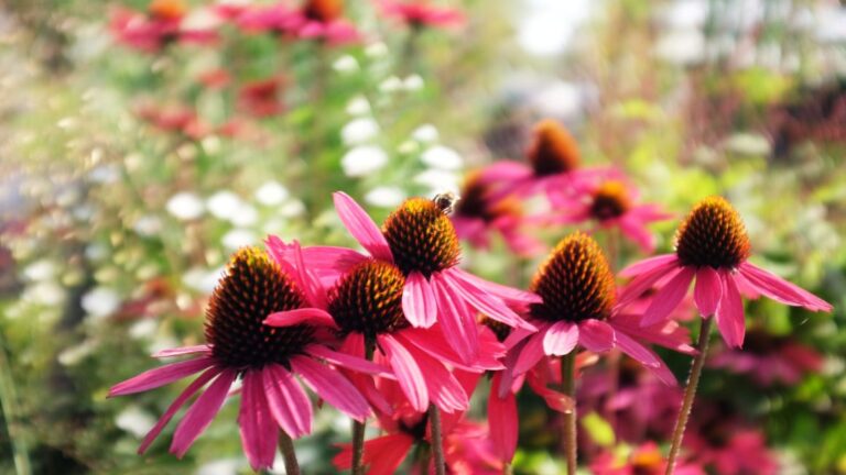Echinacea purpurea - Masino ott 25 - ph. Veronica Pons