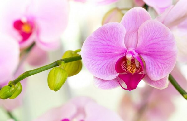 OrchiDay 2026: migliaia di orchidee da tutto il mondo in mostra a Torino
