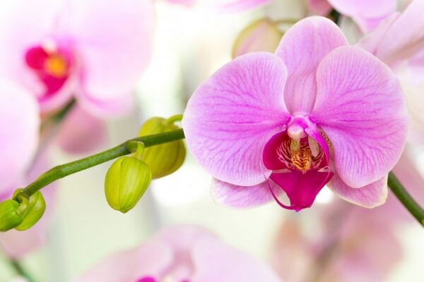 OrchiDay 2026: migliaia di orchidee da tutto il mondo in mostra a Torino