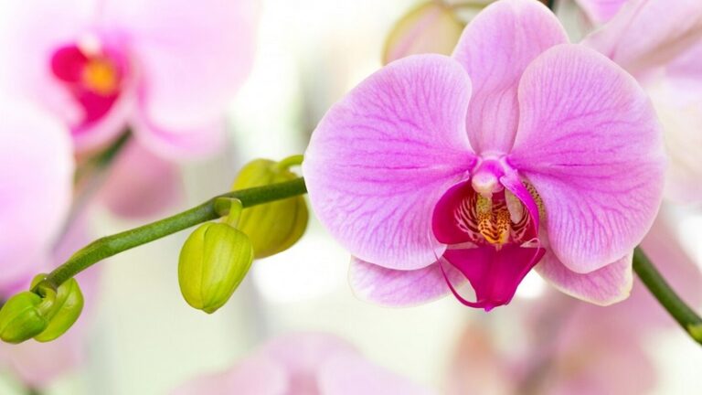 Orchidea Phalaenopsis photo Peraga Shop