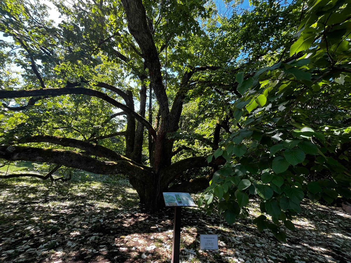 Davidia involucrata, l’albero dei fazzoletti