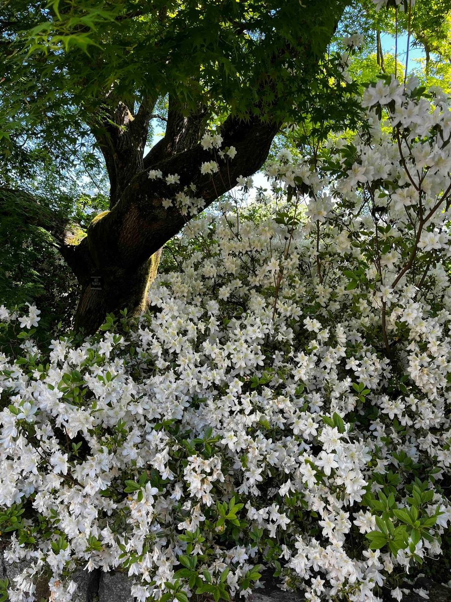 Rhododendron a fiore bianco