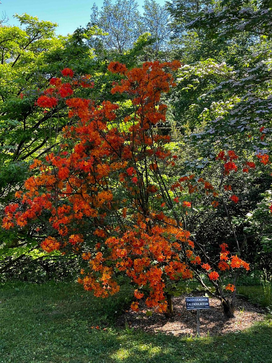 Rhododendron calendulaceum