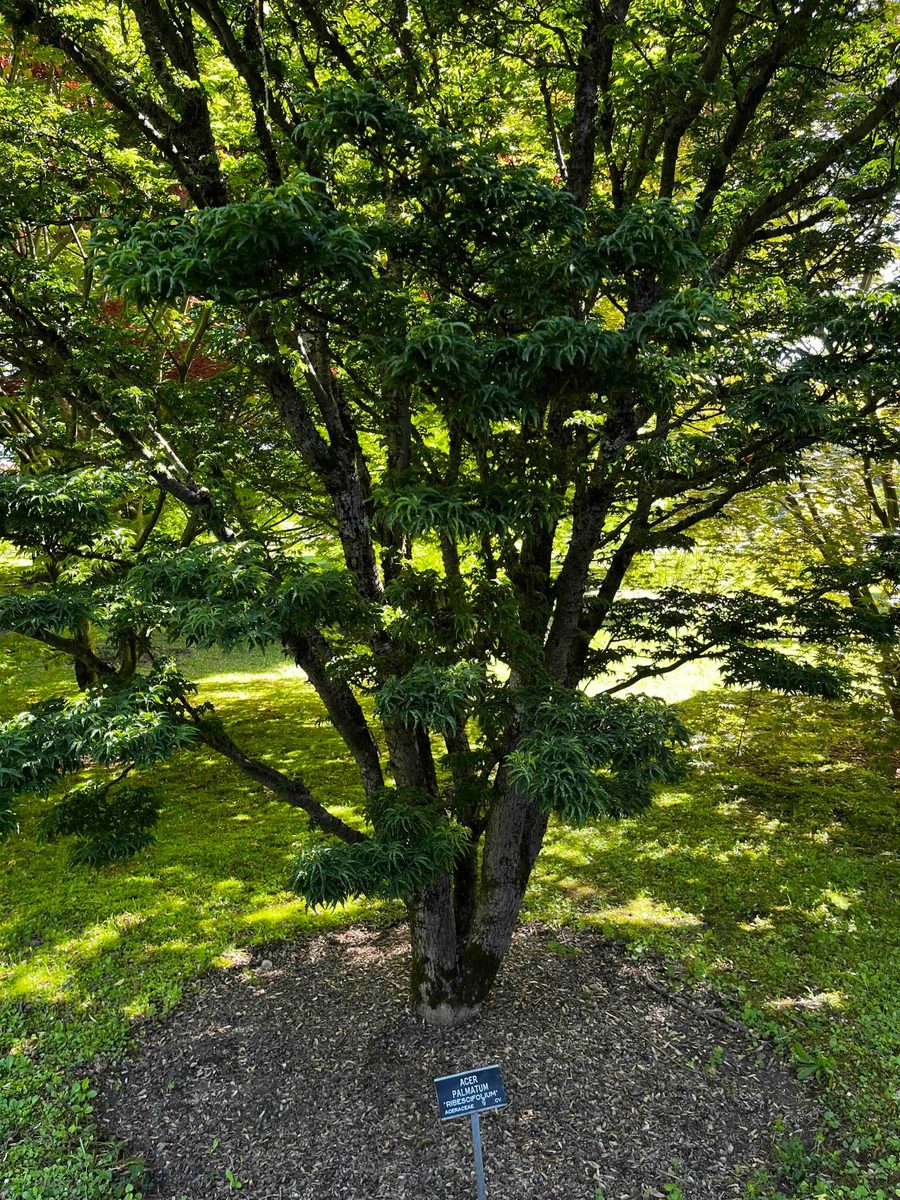 Acer palmatum 'Ribescifolium'