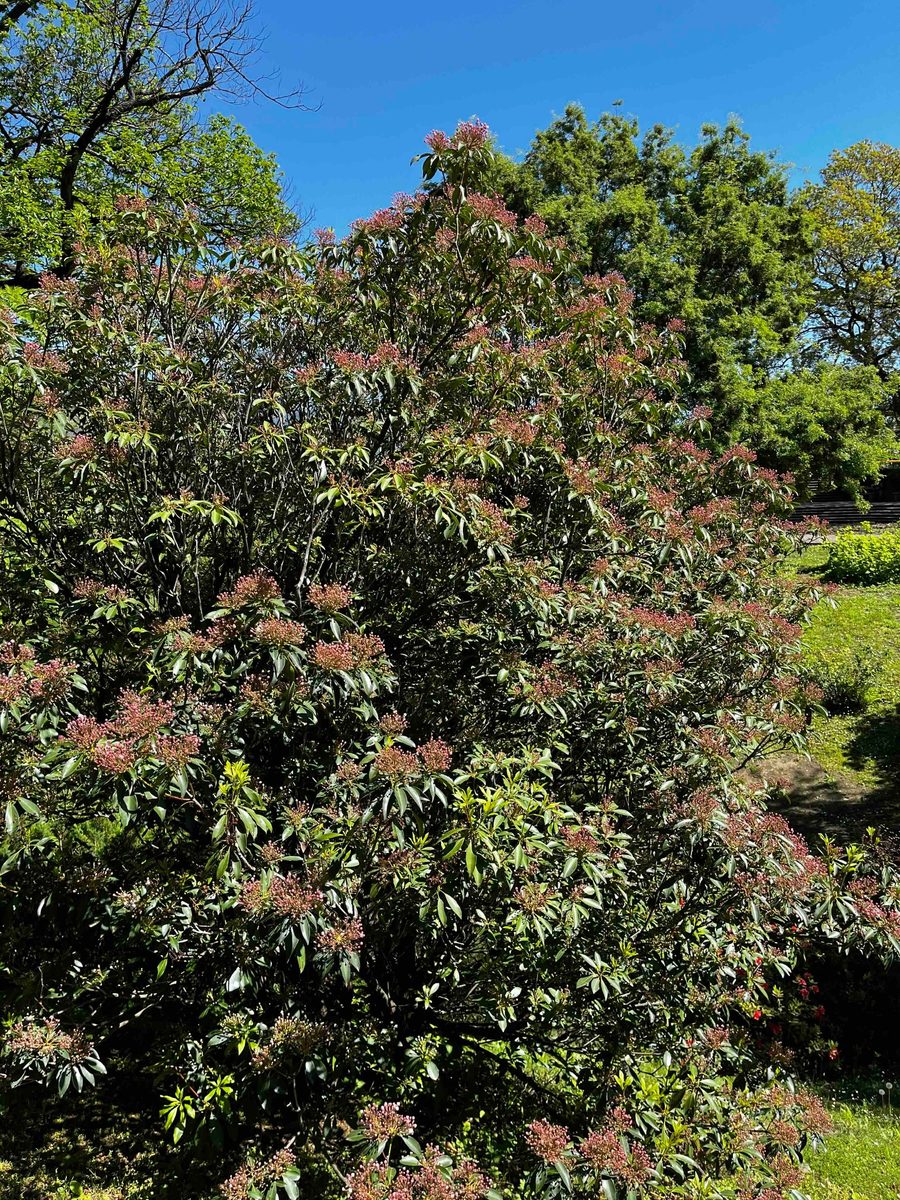 Kalmia