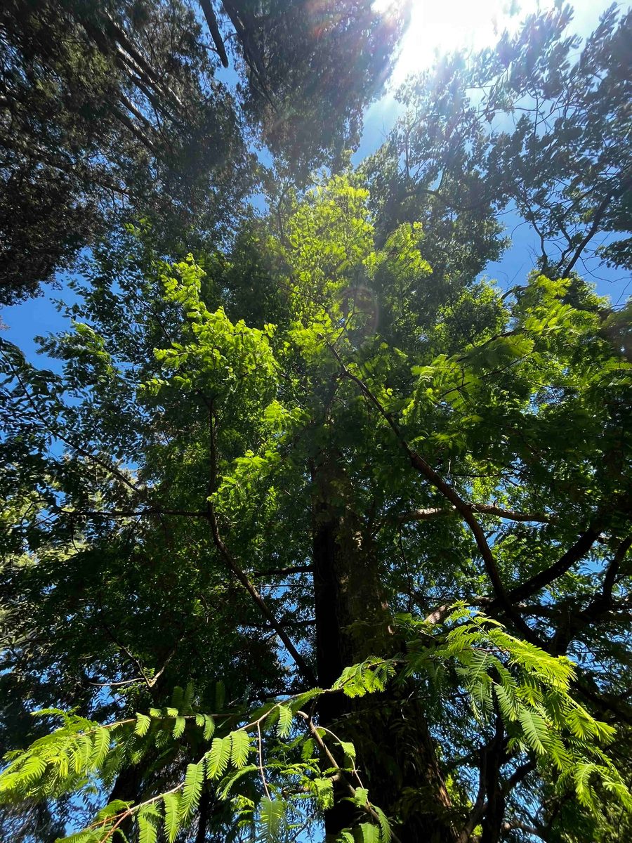 Metasequoia glyptostroboides